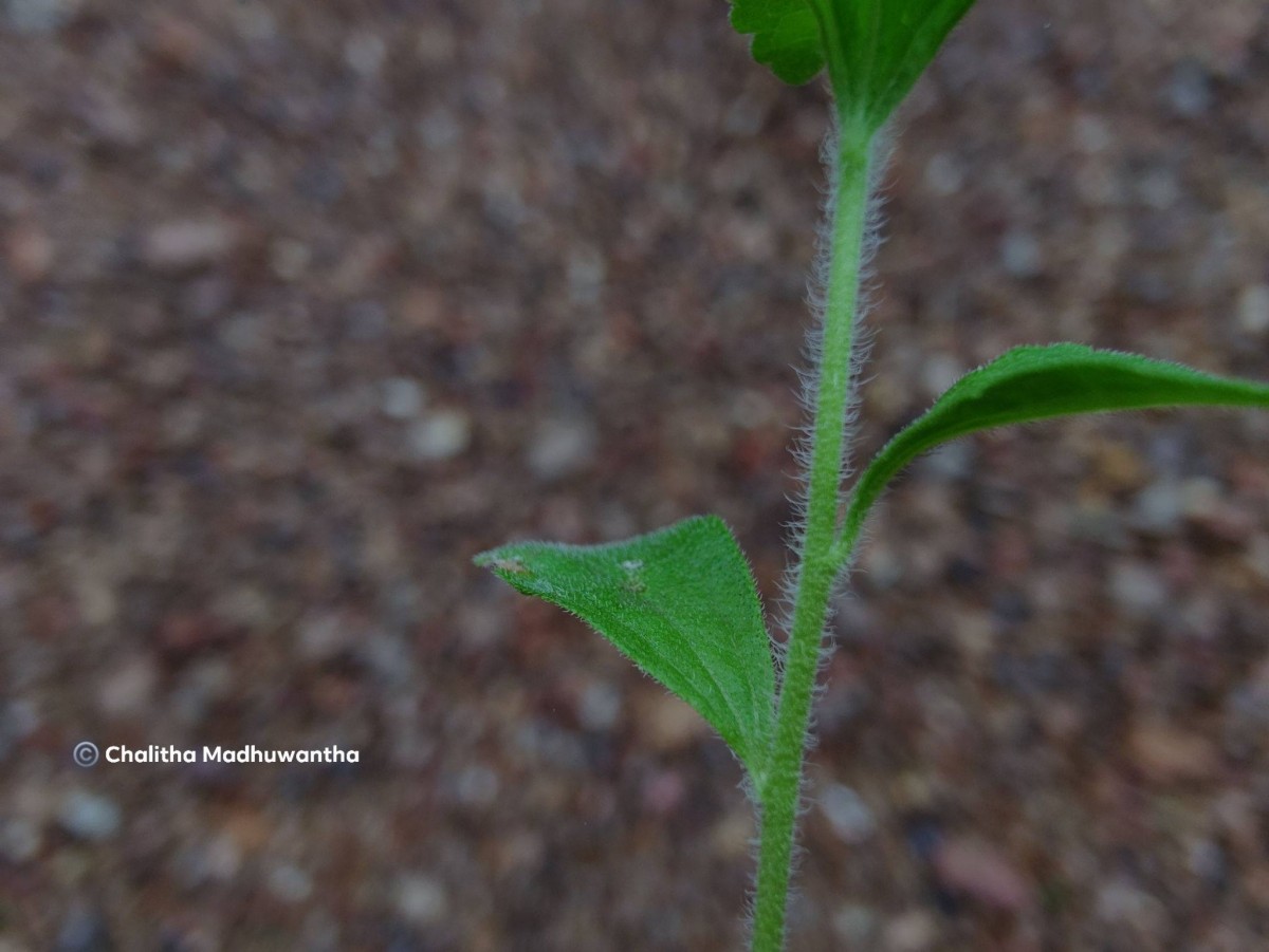 Stevia rebaudiana (Bertoni) Bertoni